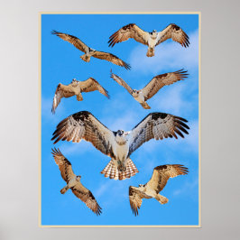 Póster Poster Osprey