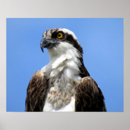 Póster Poster Osprey (4964)