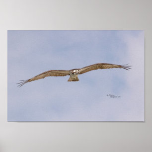 Póster Poster Osprey Bird Flying