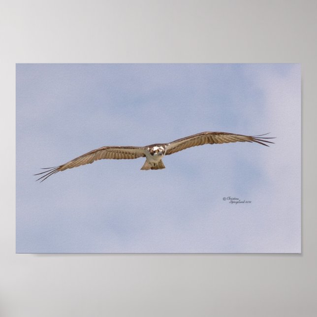 Póster Poster Osprey Bird Flying (Frente)