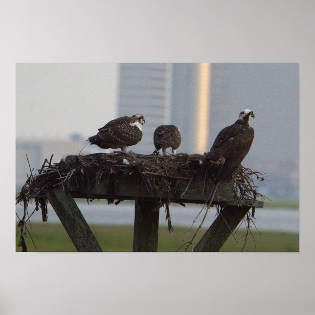 Póster Poster Osprey Nest (Frente)