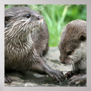 Póster Poster Otter Habitat
