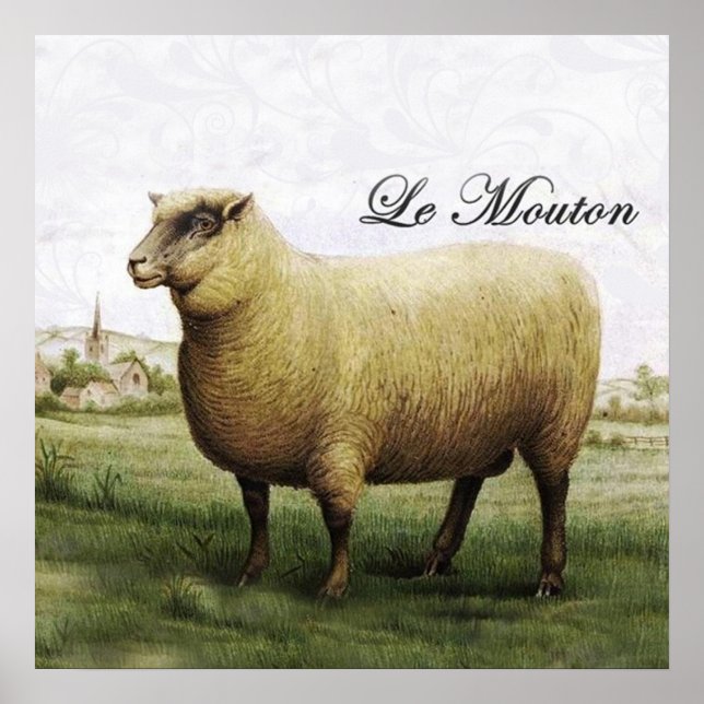 Póster Poster ovino (Frente)