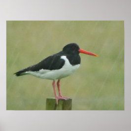 Póster Poster Oystercatcher