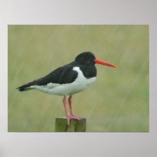 Póster Poster Oystercatcher