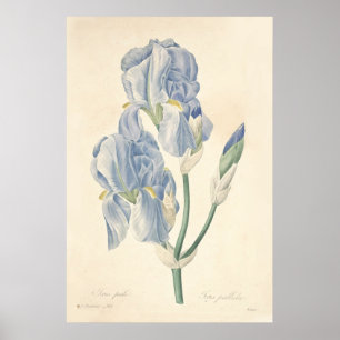 Póster Poster pálido del iris