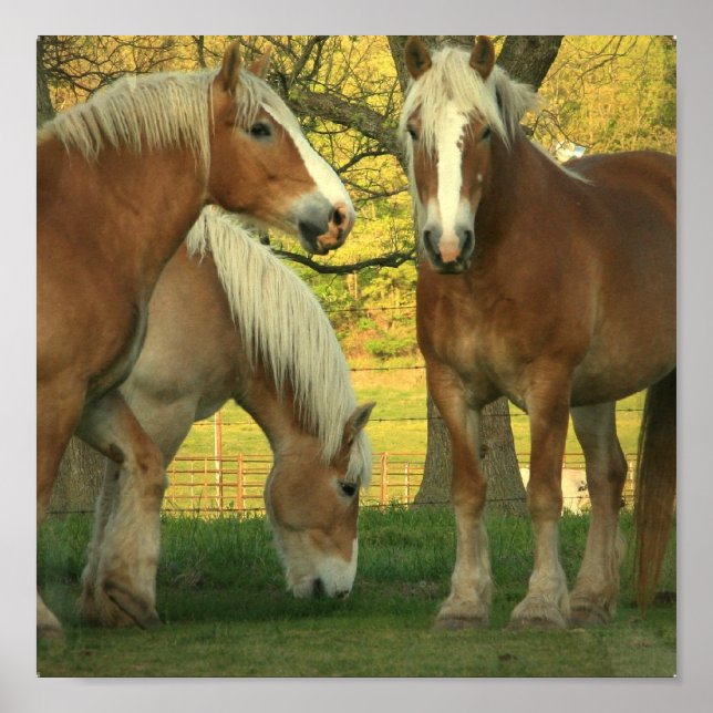 Póster Poster Palomino Borrador de Caballos (Frente)