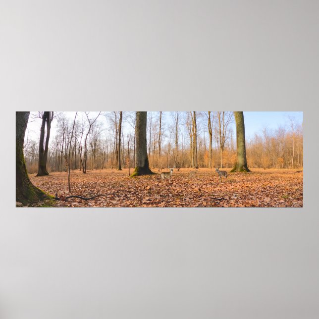 Póster Poster Panorama (Frente)