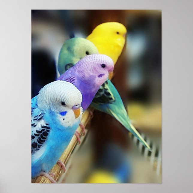 Póster Poster Parakeets (Frente)