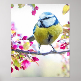 Póster Poster Passaro Colorido