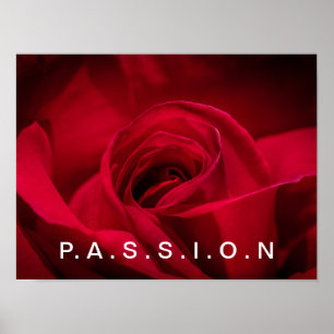 Póster Poster Passion Red Rose