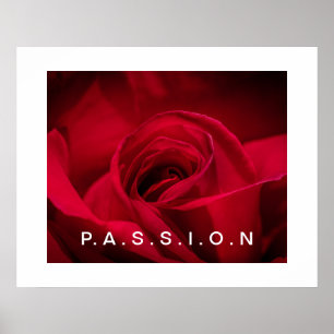 Póster Poster Passion Red Rose