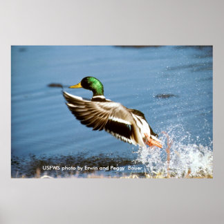 Póster Poster/Pato Mallard Tomando El Vuelo