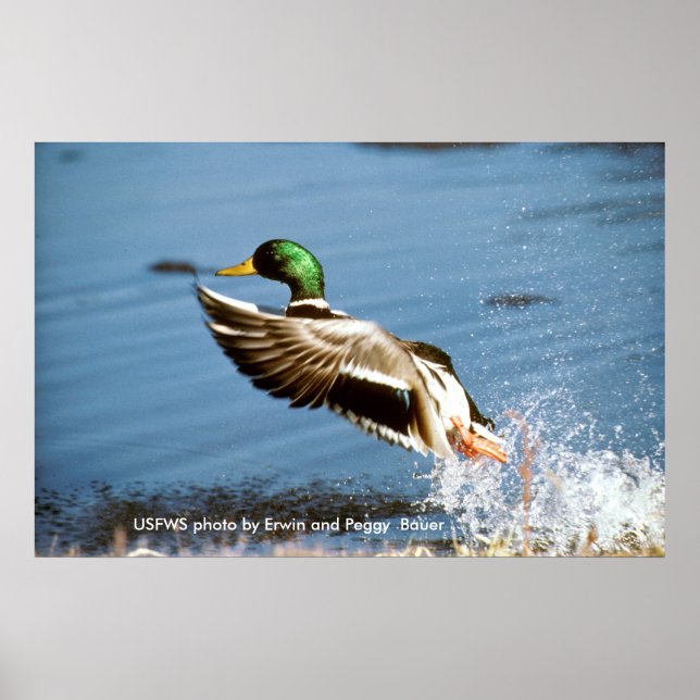 Póster Poster/Pato Mallard Tomando El Vuelo (Frente)