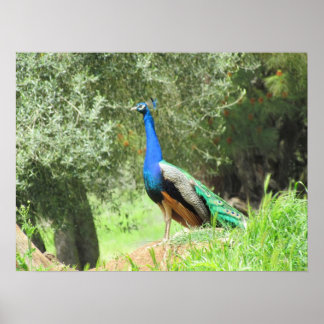 Póster Poster - Peacock
