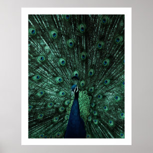 Póster Poster Peacock