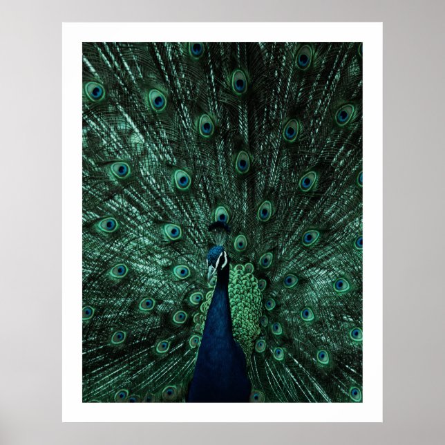 Póster Poster Peacock (Frente)