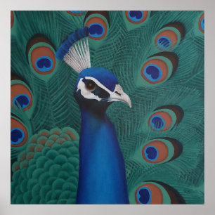 Póster Poster Peacock