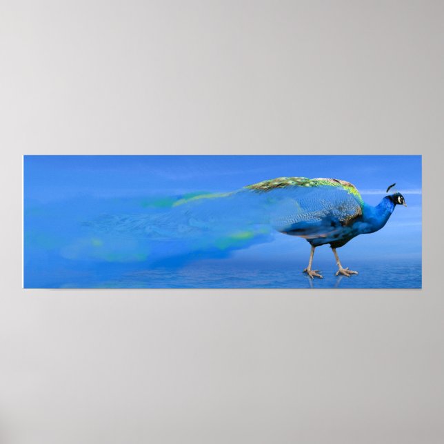 Póster Poster Peacock (Frente)