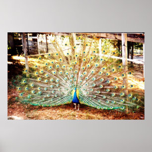Póster Poster Peacock