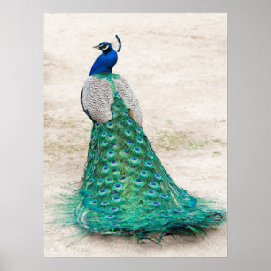 Póster Poster Peacock