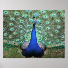 Póster Poster Peacock
