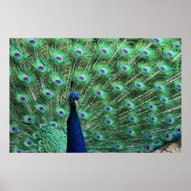 Póster Poster Peacock (Frente)