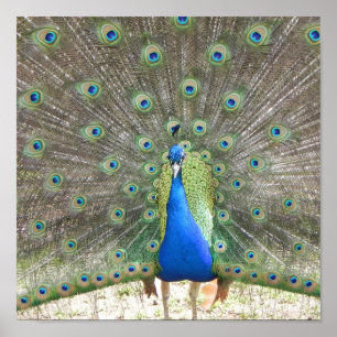 Póster Poster Peacock