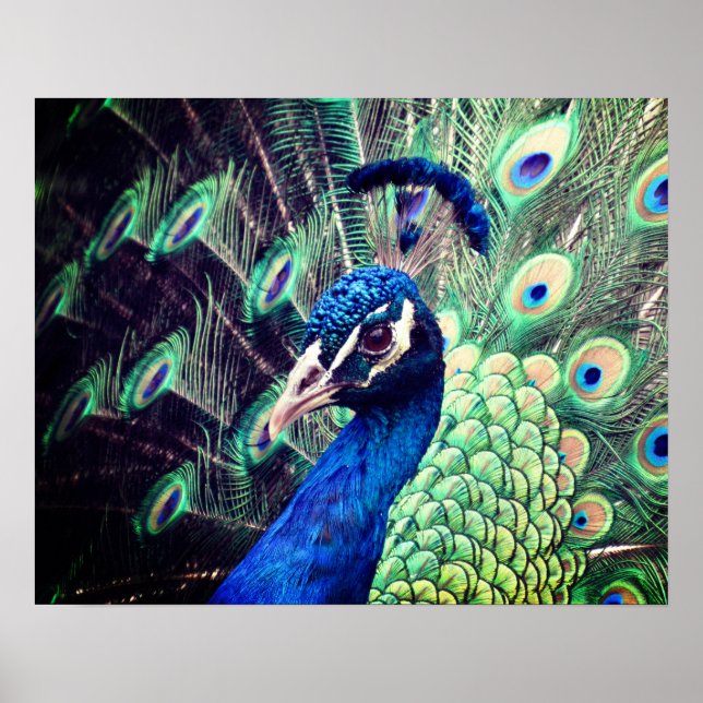Póster Poster Peacock - R - 0614 (Frente)