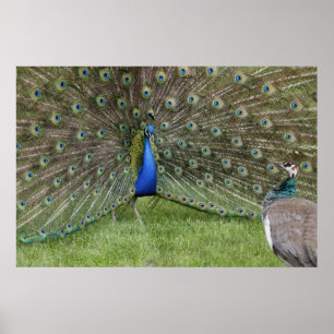 Póster Poster Peacock y Peahen