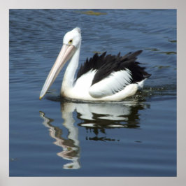 Póster Poster Pelican