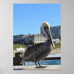 Póster Poster - Pelícano solitario en el muelle