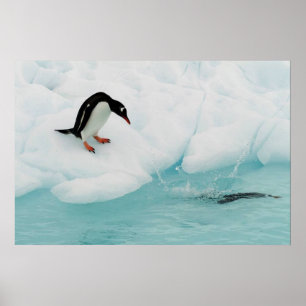 Póster Poster Penguin