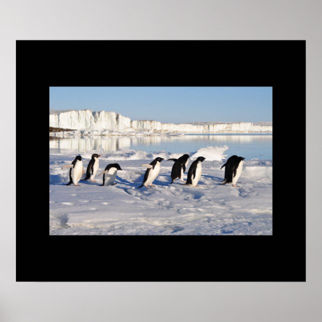 Póster Poster Penguins (Frente)