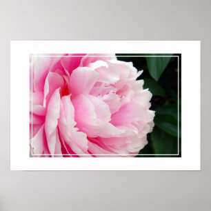 Póster Poster-Peony Flower