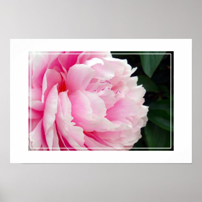 Póster Poster-Peony Flower (Frente)