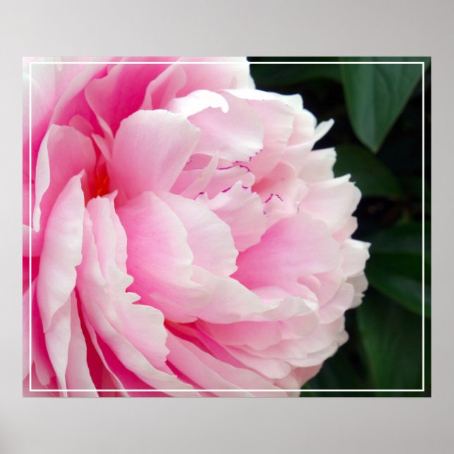 Póster Poster-Peony Flower (Frente)