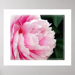 Póster Poster-Peony Flower