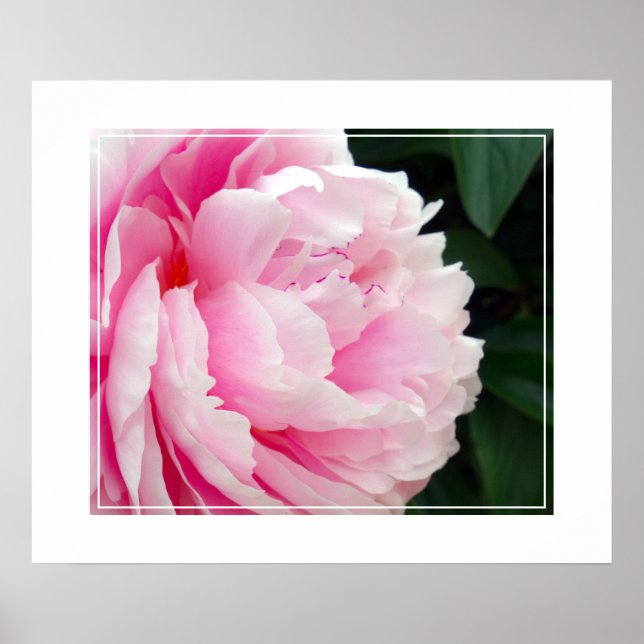 Póster Poster-Peony Flower (Frente)