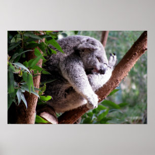Póster Poster perezoso de la koala