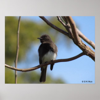 Póster Poster - Perfil de Flycatcher
