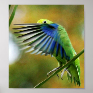 PÓSTER POSTER PERIQUITO TUIM 1