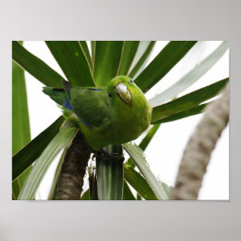 PÓSTER POSTER PERIQUITO TUIM 2