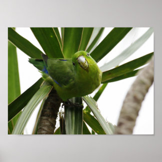 PÓSTER POSTER PERIQUITO TUIM 2