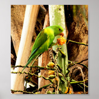 PÓSTER POSTER PERIQUITO VERDE 8