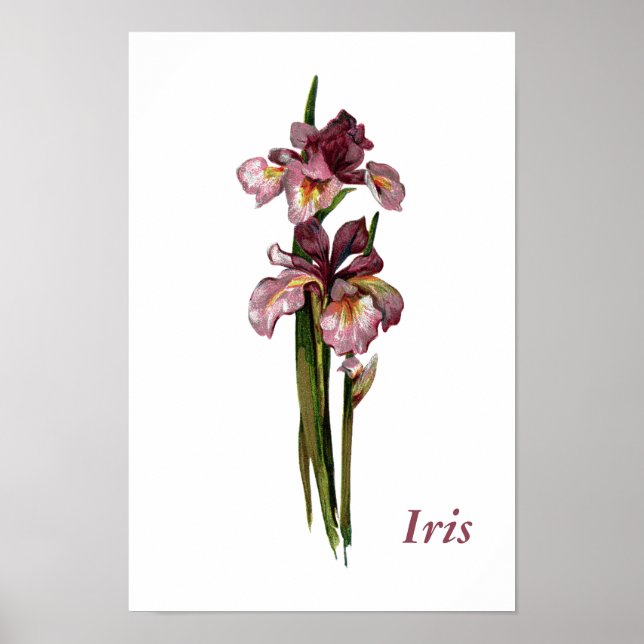 Póster Poster personalizado de irises morados (Frente)