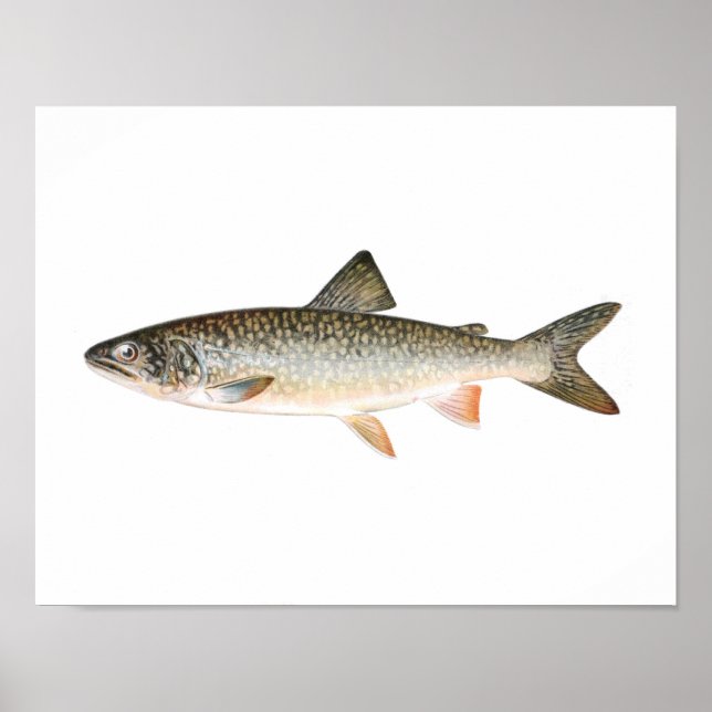 Póster Poster Pesquero - Pescado de trucha acuática (Frente)