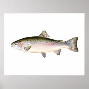 Póster Poster pesquero - Pescado de trucha arco iris