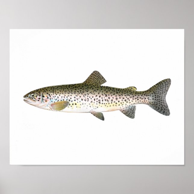 Póster Poster Pesquero - Pescado de trucha de salmón (Frente)