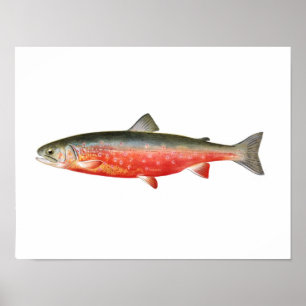 Póster Poster Pesquero - Pescado de trucha solar